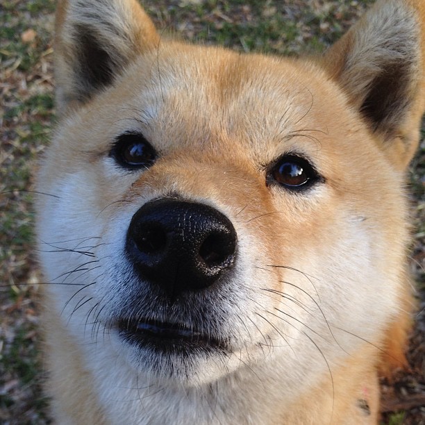 JiuyouAPP下载-光明记忆未来战队虚拟对抗赛引爆全场观众热情，光明记忆国服